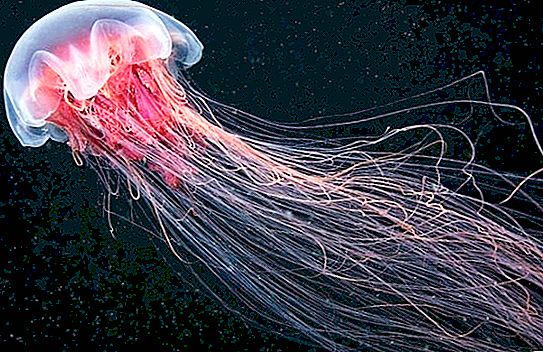 Arktični Cyaney - največja meduze na svetu