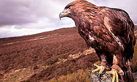 Golden Eagle - l’àguila més gran del món