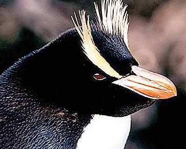 Grands pingouins huppés: description et photo