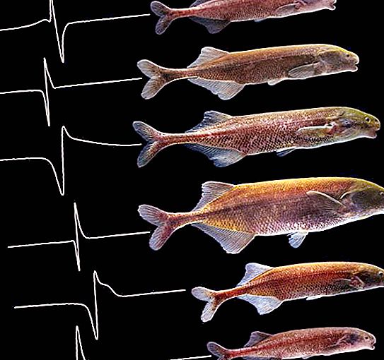 Električna riba: popis, značajke i zanimljive činjenice
