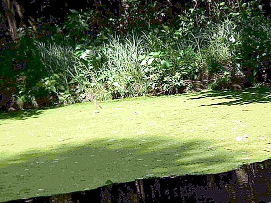 Where does duckweed grow? Description and benefits of the plant