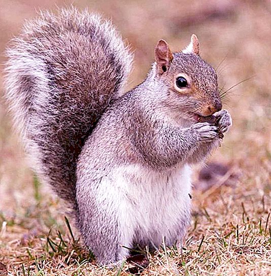 Kde veverička žije a čo jesť? Ako žijú veveričky v lese