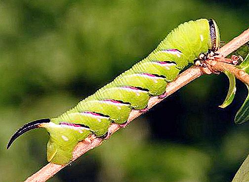 Caterpillar med ett horn på svansen: foto, som de kallas