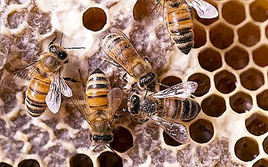 蜜蜂如何收集蜂蜜：描述，有趣的事实