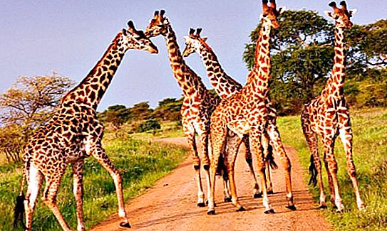 Como as girafas dormem (foto). Quanto e onde a girafa dorme?