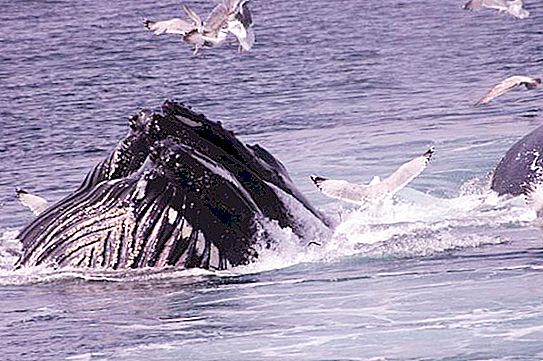 Kada se obilježava Svjetski dan dupina i kitova?