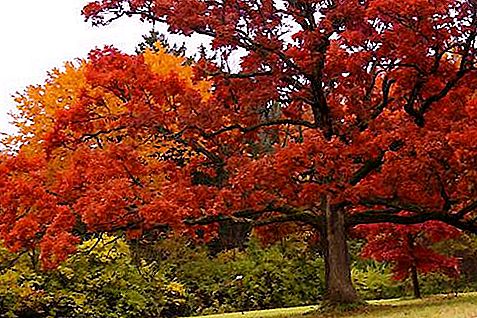Stejarul Roșu - Arbore luminos