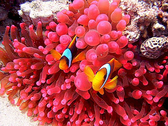 Piękno podwodnego świata mórz: zdjęcia