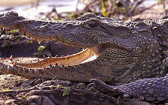 Блатен крокодил: описание, размер, начин на живот, местообитание