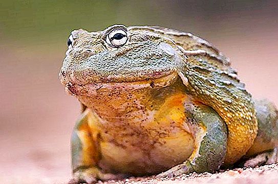 Aquifer frog: description, habitat, lifestyle, home maintenance