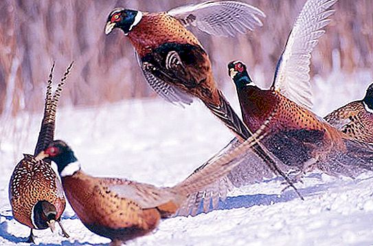 Fazanų medžioklė žiemą sniege