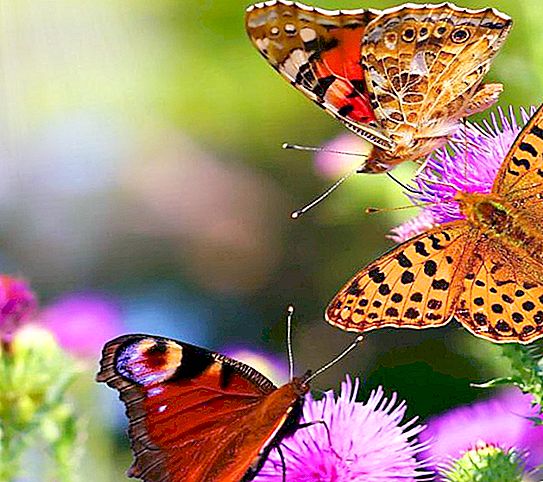 Ordre des papillons: reproduction, nutrition, structure et principales sous-espèces