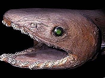Črnoglavni morski pes - preživeli fosil