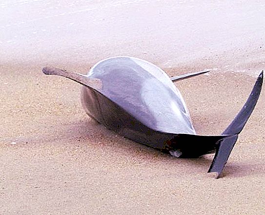 Miksi delfiinit menevät rantaan: tutkijat sanovat