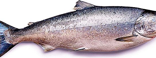 Pesce salmone: descrizione e metodi di preparazione
