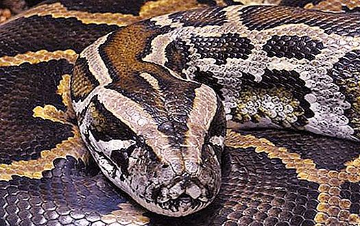 Lielākās čūskas: Tiger Python