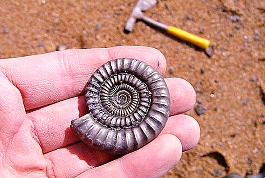 Amazing finds: 10 unusual things that people found on the beach (photo)