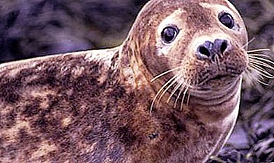 Animale incredibile - foca grigia