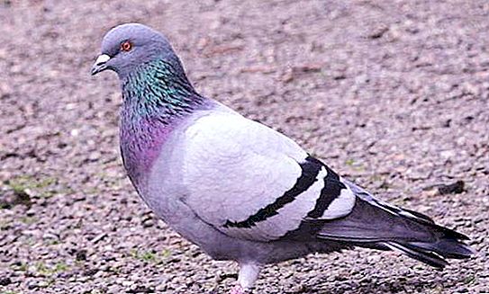 Types of pigeons: photos and names