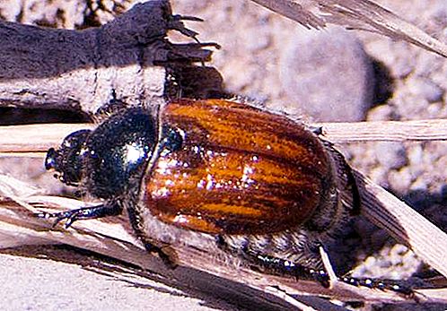 Kuzka beetle: penerangan perkembangan, langkah perlindungan serangga
