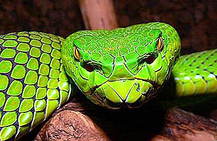 Är ormen förmodad en myt eller verklighet?