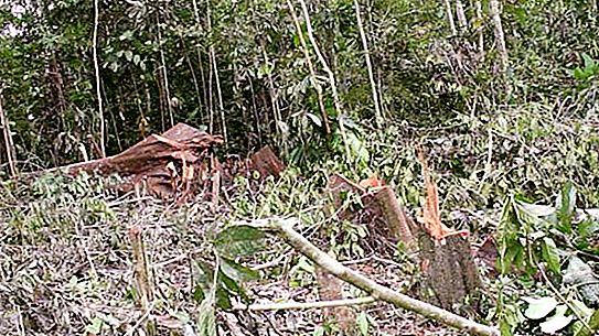 Význam prísloví „les je odrezaný - odletávajú čipy“: o príčine a následku