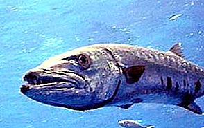 Barracuda - cá rất khác biệt