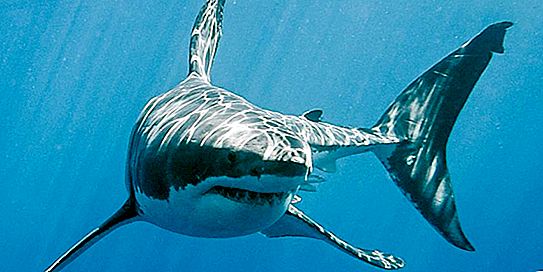 Tubarão branco: estilo de vida, fatos interessantes e habitat