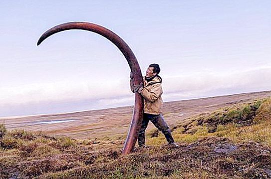 Mammoth tusk: menambang gading mammoth, produk gading mammoth