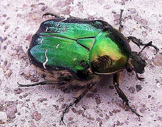 Bronzovka - gândaci strălucitori verzi