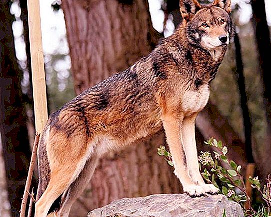 Vörös farkas (hegyi): fajok leírása, bősége. A népességmegőrzési probléma