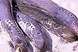 Sungai Lamprey - sejenis predator-parasit, yang dipelihara dari zaman purba