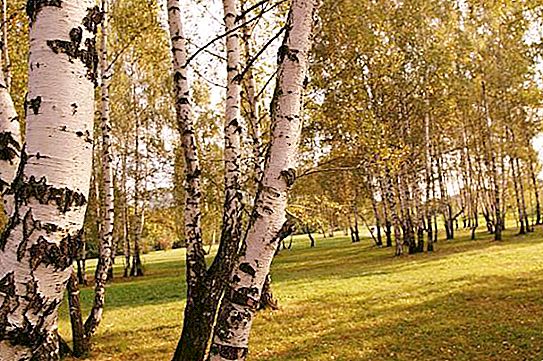 Neoficiálne symboly Ruska. Prečo sa breza stala neoficiálnym symbolom Ruska?
