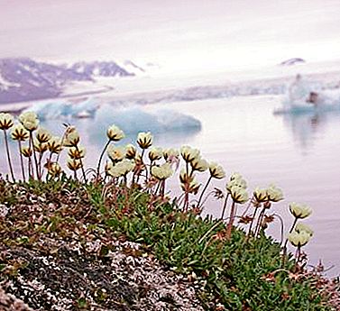 北极沙漠植物。 俄罗斯北极沙漠的植物