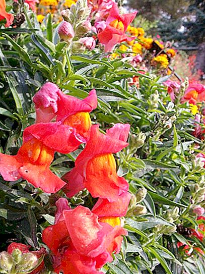 秋季花坛的植物：名字。 秋季花卉园：植物，品种和护理