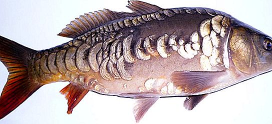 Peixe carpa: fotos, descrição, onde o inverno, reprodução