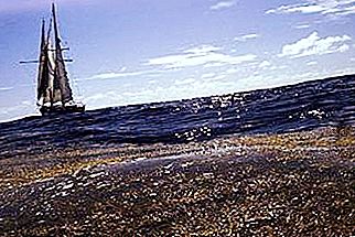 Marea Sargasso, capcană de caravelă