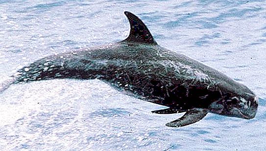 Harmaa delfiini: lajien ominaisuudet
