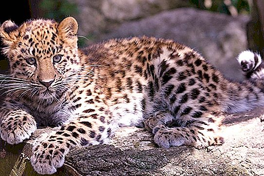 Quanto pesa um leopardo? Onde mora o leopardo? Descrição e estilo de vida do animal em estado selvagem