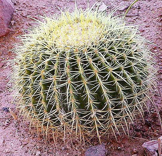 Habitat. Kje rastejo kaktusi? Domovinski notranji kaktus