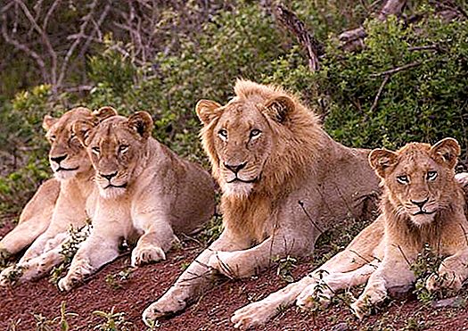 狮子背包的结构。 骄傲是一群狮子