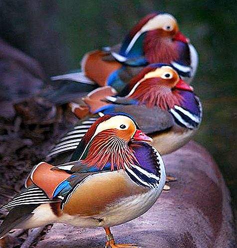 Amazing and vibrant mandarin ducks