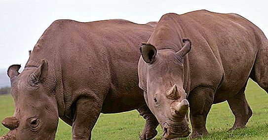Wakita, rhinocéros blanc du nord, tortue géante du Yangtsé, ours brun - des animaux qui peuvent disparaître de la Terre en quelques années