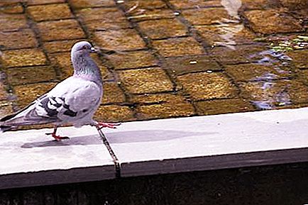 Cosa fare se un pulcino di piccione viene lasciato senza genitori?