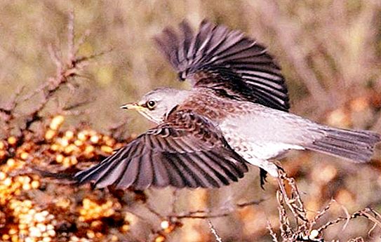 Blackbird họng - một loài vật gây hại tuyệt đẹp