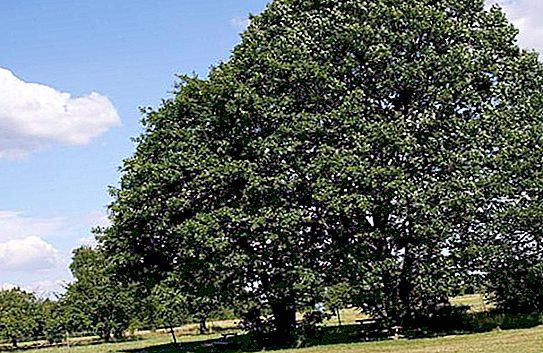 Stone Oak: Popis