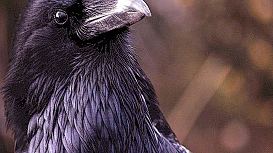 Fatti interessanti sui corvi: descrizione, specifiche e foto
