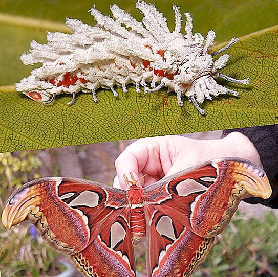 Cum o omidă se transformă în fluture: înainte și după fotografii