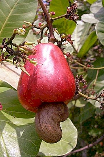 Hvordan vokser cashewnød, og hvad er det?