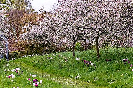 Katera drevesa cvetijo maja v Rusiji